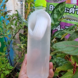 น้ำมะพร้าวสด 500 ml.