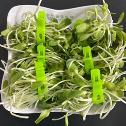 ต้นอ่อนทานตะวัน