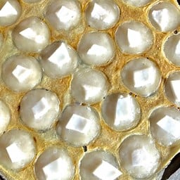 ใส้มะพร้าวอ่อน