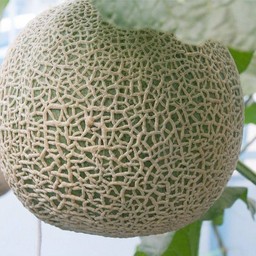 MENU_3014496fC_1732342722