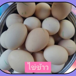 ไข่ข้าว