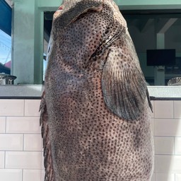 ต้มยำปลาเก๋า (หัว+เนื้อ) น้ำใส石斑魚頭冬蔭功肉
