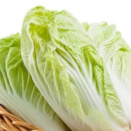 ผักกาดขาว