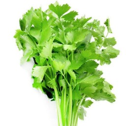 ขึ้นฉ่าย