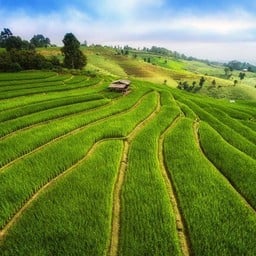 นาข้าวขั้นบันได บ้านกองกาน
