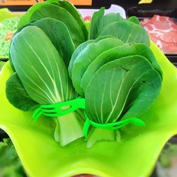 ผักกวางตุ้ง