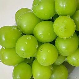 ชาไซมัสคัส