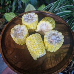 ข้าวโพด