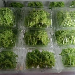 อัญญามะพร้าวน้ำหอมบ้านแพ้ว บางขุนเทียน