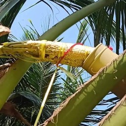 น้ำตาลสด