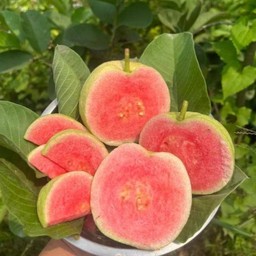 ฝรั่งหงเป่าสือ 1 กิโล