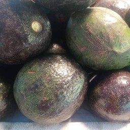 อะโวคาโด (พันธุ์พื้นเมืองพม่า)