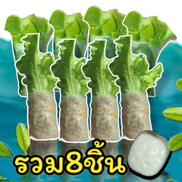 สลัดโรล🥬🥒🥗110