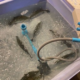 ปลากระพงสองใจ 1 ตัวทำได้ 2 เมนู