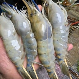 กุ้งเมียไข่เสียบไม้ ไซส์จำโบ้