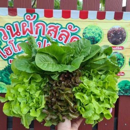 สวนผักสลัดไฮโดรโปนิกส์ Byพี่น้อง