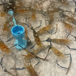 กุ้งเผาครึ่งกิโล(กุ้งเป็นไซต์8-11ตัวโล)พร้อมน้ำจิ้มซีฟู๊ด