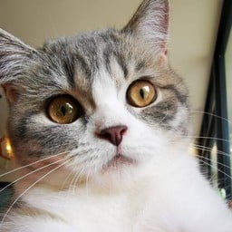 ชาเขียวน้ำผึ้งมะนาว