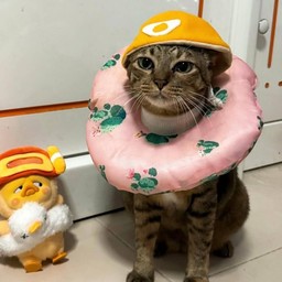 ค่าขนมน้องก้อนหิน