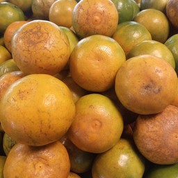 ส้มสายน้ำผึ้งหวาน