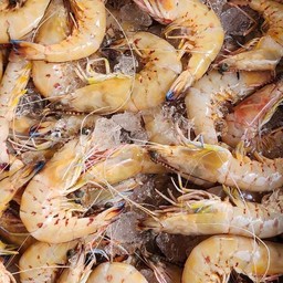 กุ้งทะเลหางดอก