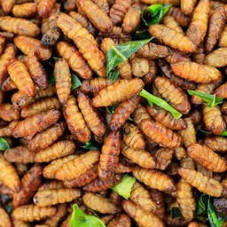 ดักแด้ไหมทอด