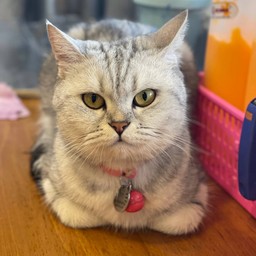 ทิปเฟรนฟราย