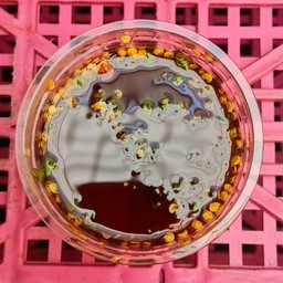 น้ำตาลปี๊บพริกสด