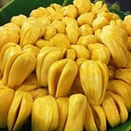 ขนุนทองประเสริฐ