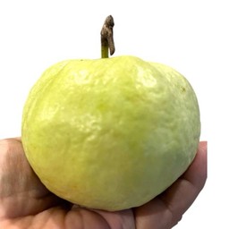 ฝรั่งกิมจูลูกละ