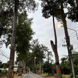 ต้นยางสองข้างทางถนน
