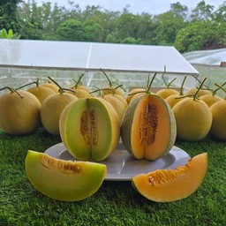 เมล่อน ญี่ปุ่นปลอก จานใหญ่ 600 กรัม