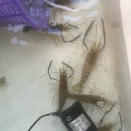 ปลาเผาสดๆเผาฟรี (บางกร่าง)