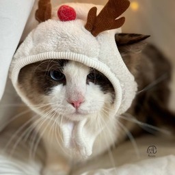 ทิปเปียกแมว น้องบิงซู