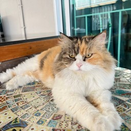 น้องทองหยิบ