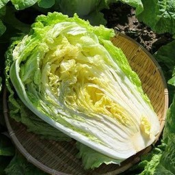 Chinese Cabbage