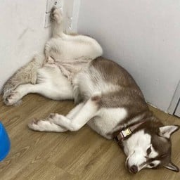 สนับสนุนค่าอาหารน้องวีริ