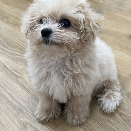 สนับสนุนค่าอาหารน้องอัลมอนด์