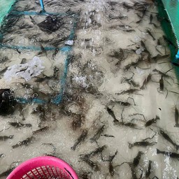 กุ้งสดไซส์(L)ครึ่งโล