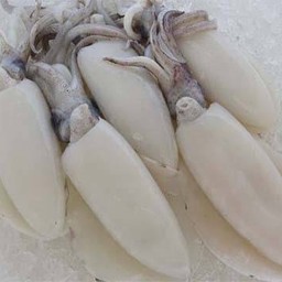 Squid