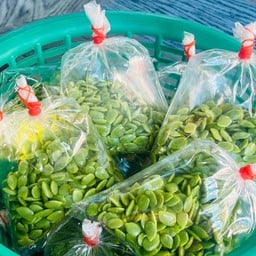 เม็ดกระถิน