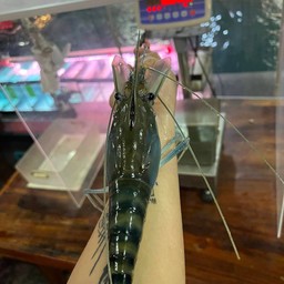 เลี้ยงในอ้อคไม่มีตาย