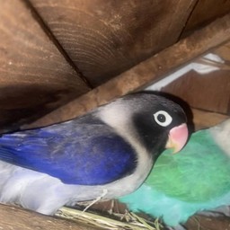 ทริปให้ คุณพ่อแพนด้า