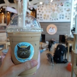 Chill Cat Cafe Bravo BKK