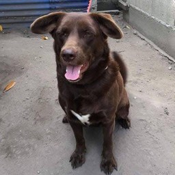 ให้น้องลัคกี้พนักงานต้อนรับ