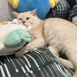 Tip น้องอ้วน ท่านประธานร้าน