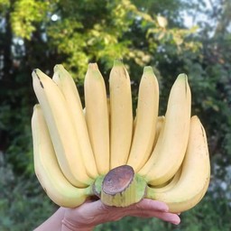 กล้วยหอมทองสุกชุด3ลูก