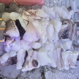 หนวดหมึกกระดอง(จัมโบ้)