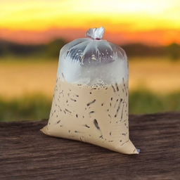 เนสกาแฟเผือกหอม