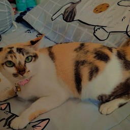 เจ้านายกำลังกลายร่างเป็นแมวเปรต